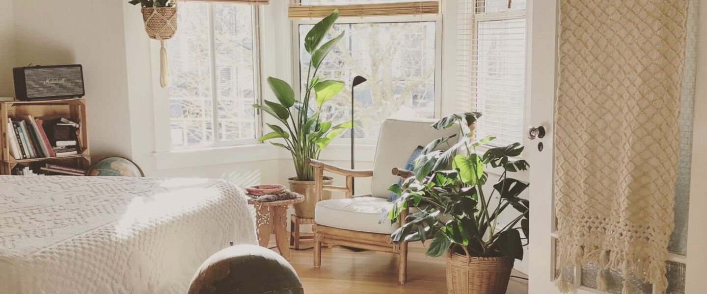 Le 5 Migliori piante d’appartamento per rivitalizzare la tua casa